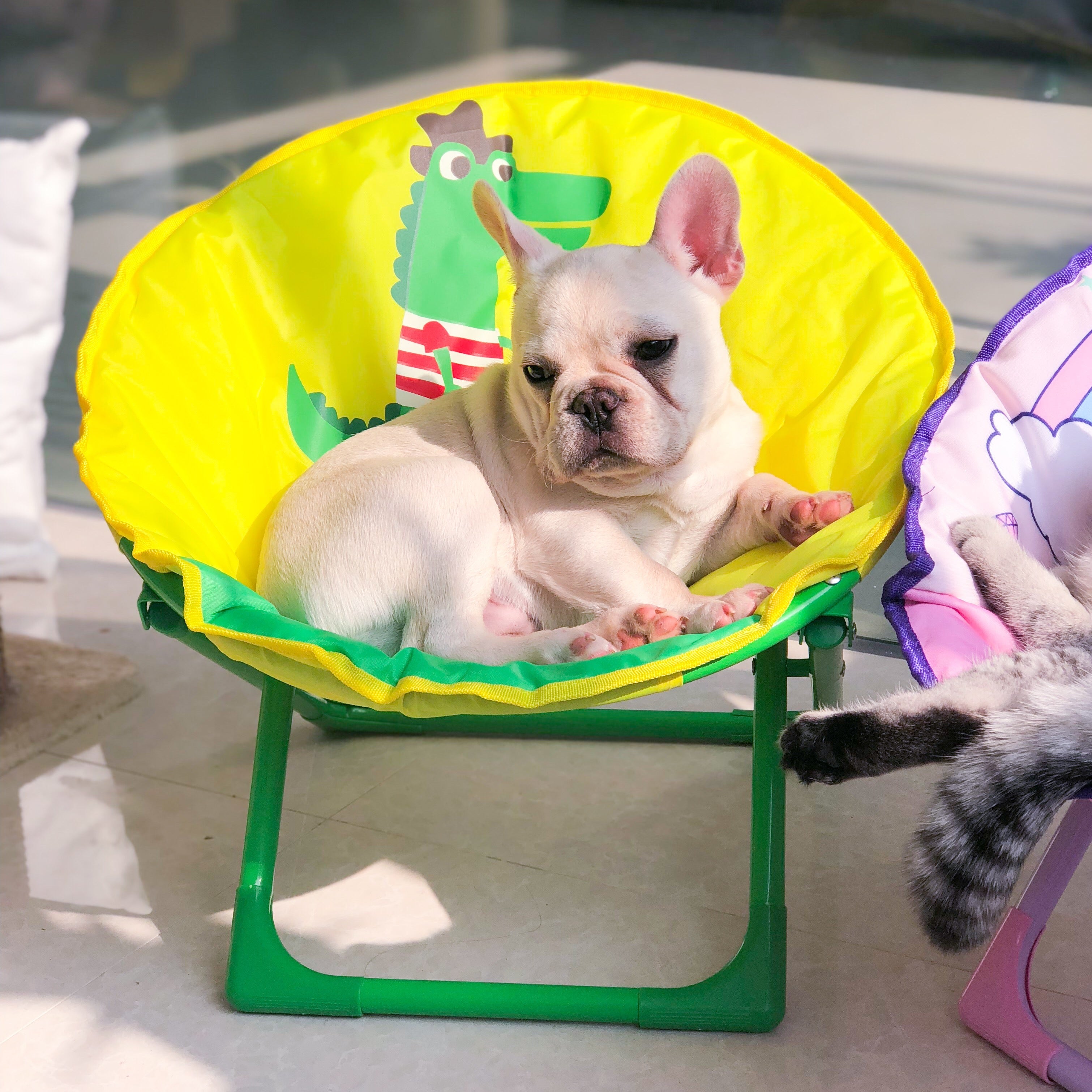 Cat chair, dog chair, Oxford cloth furniture, leisure chair, foldable