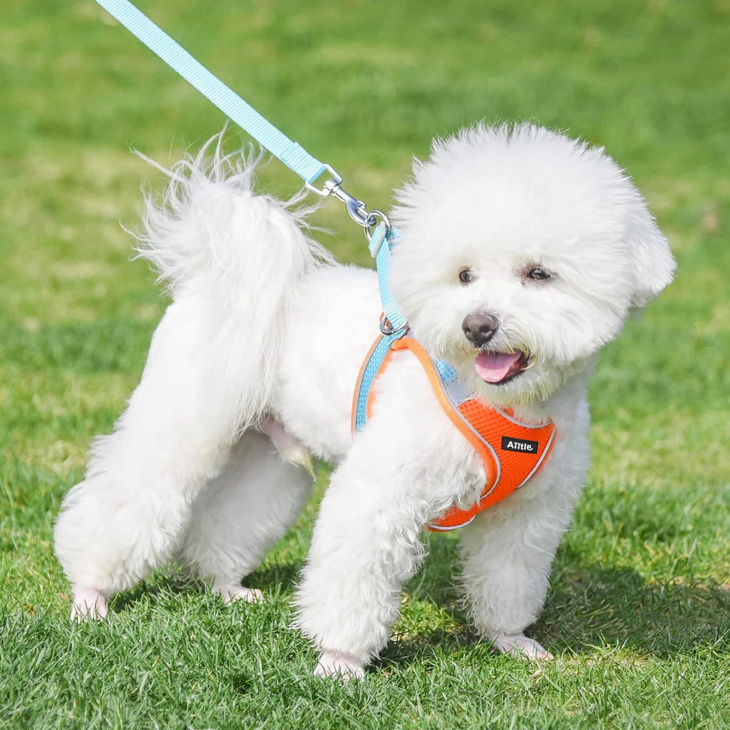 Pet Harness and Leash Set