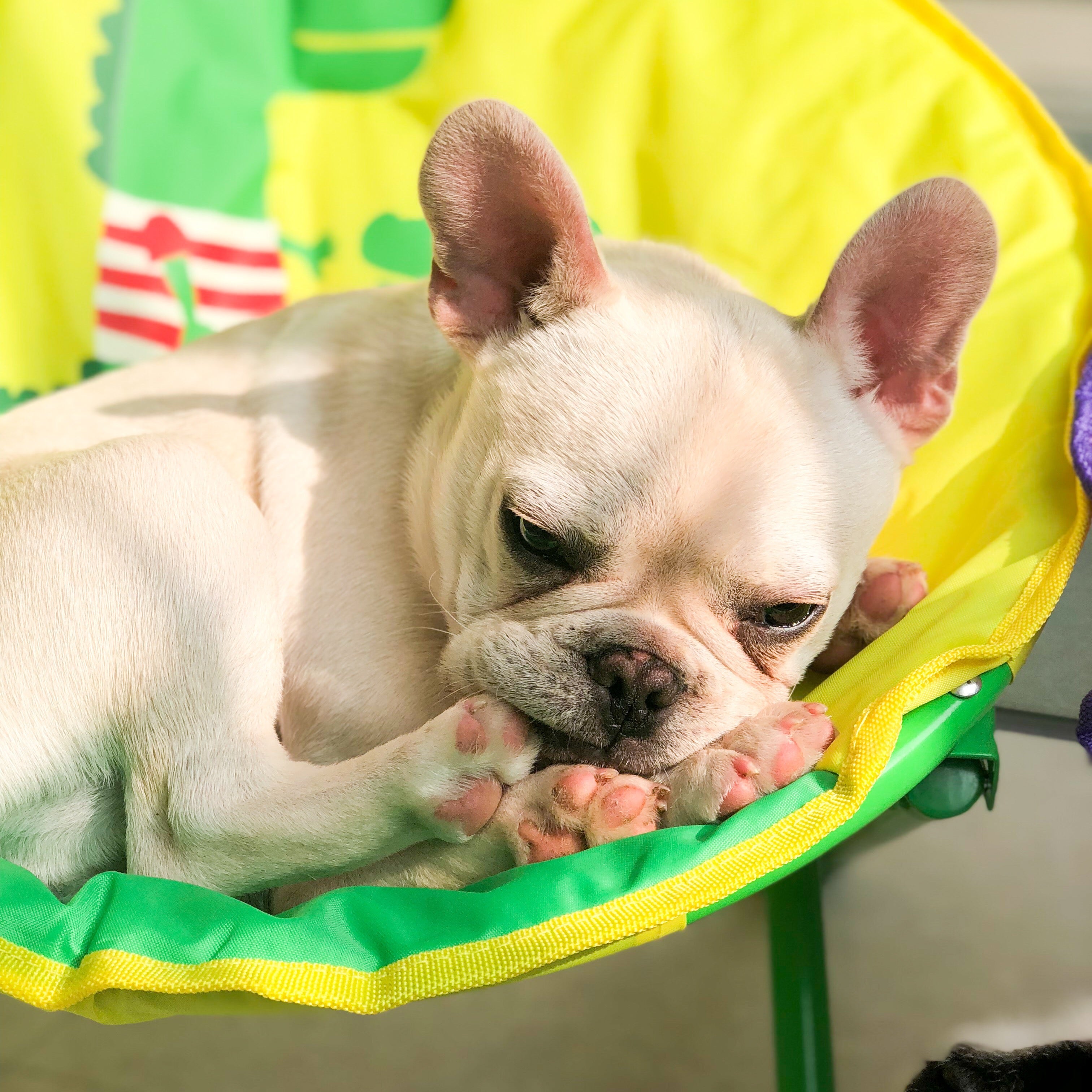 Cat chair, dog chair, Oxford cloth furniture, leisure chair, foldable