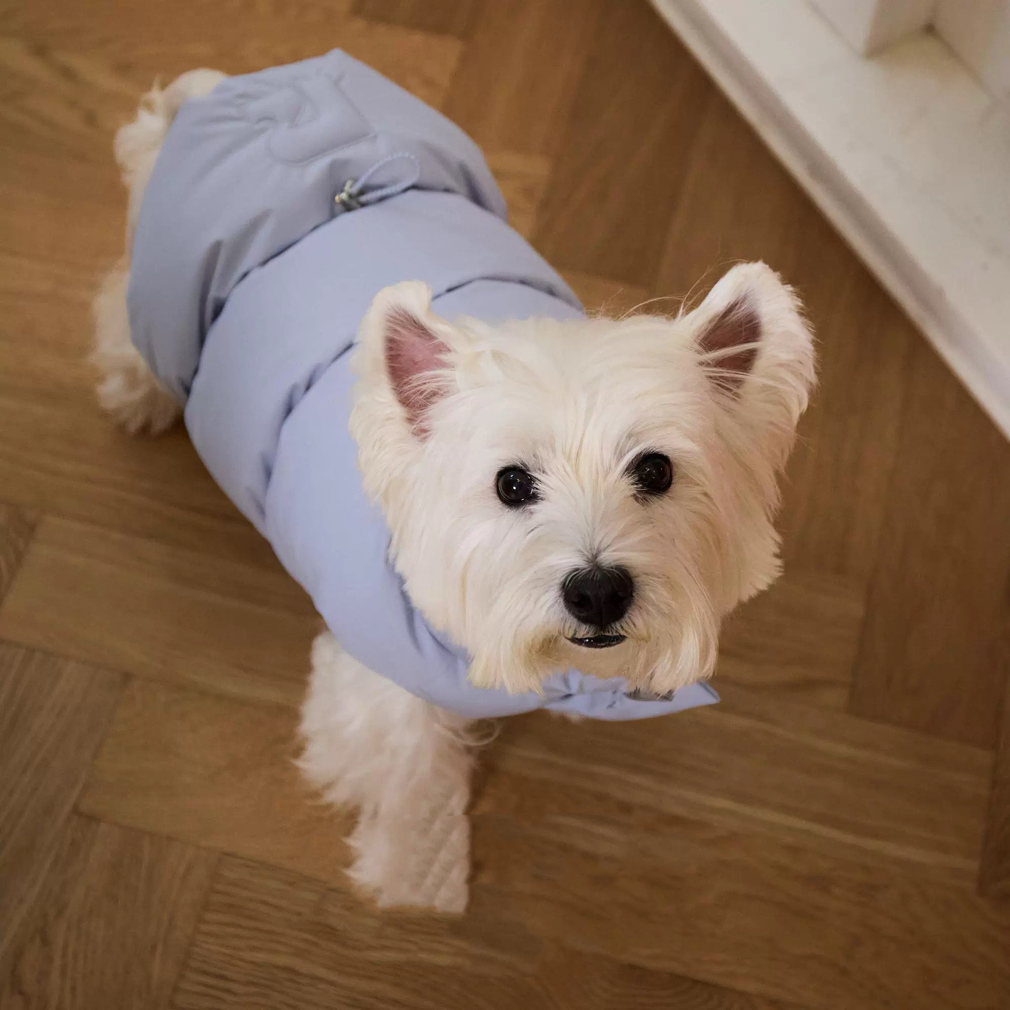 Reversible Dog Puffer Jacket - Blue & Silver Design